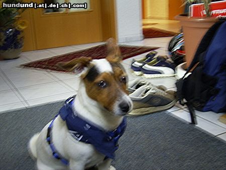 Jack-Russell-Terrier Hunde Foto 10617 Jack-Russell-Terrier Mattes 1 Jahr