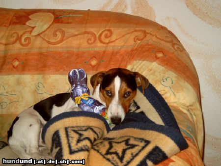 Jack-Russell-Terrier Benny!!!