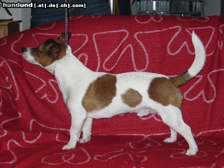 Jack-Russell-Terrier Hunde Foto 8640 Jack-Russell-Terrier