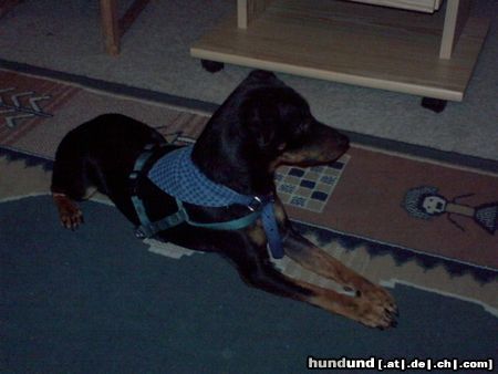 Jack-Russell-Terrier Hunde Foto 23094 Jack-Russell-Terrier ich bin mal wieder faul