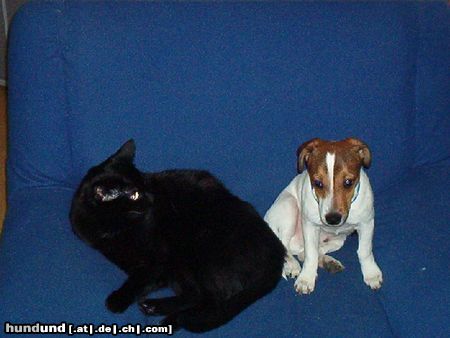 Jack-Russell-Terrier Hunde Foto 18323 Jack-Russell-Terrier Mein lieber Timmy (JRT) und meine liebe Gerddi (Katze)