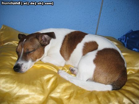 Jack-Russell-Terrier Hunde Foto 8647 Jack-Russell-Terrier Chucky- \\\\
