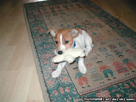 Jack-Russell-Terrier Hunde Foto 20700 Jack-Russell-Terrier ich will doch nur spielen