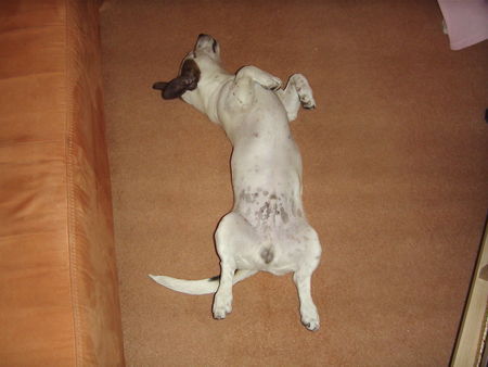 Jack-Russell-Terrier Hunde Foto 41584 Jack-Russell-Terrier Gute Nacht Rocki