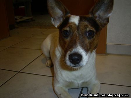 Jack-Russell-Terrier Hunde Foto 10618 Jack-Russell-Terrier