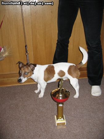 Jack-Russell-Terrier Hunde Foto 8642 Jack-Russell-Terrier Chucky-
