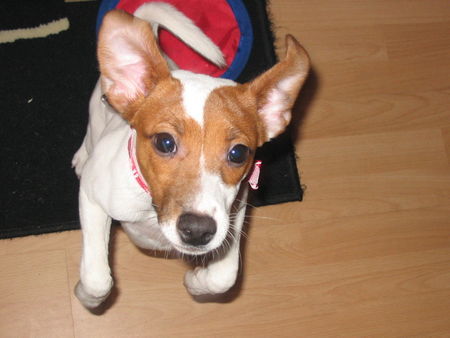 Jack-Russell-Terrier Hunde Foto 41108 Jack-Russell-Terrier July