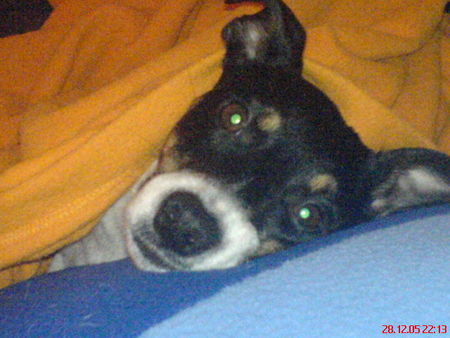 Jack-Russell-Terrier Hunde Foto 30872 Jack-Russell-Terrier