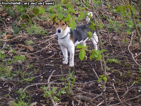 Jack-Russell-Terrier Hunde Foto 11242 Jack-Russell-Terrier Lucky 7 Monate