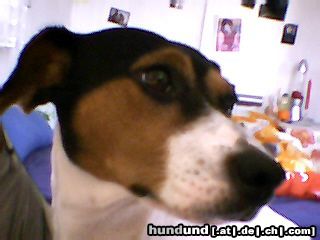 Jack-Russell-Terrier Hunde Foto 21371 Jack-Russell-Terrier Meine Jeannie