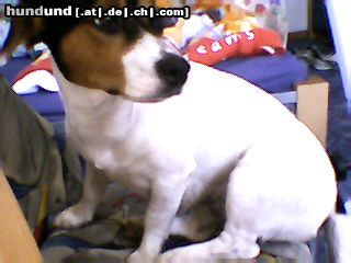 Jack-Russell-Terrier Hunde Foto 21372 Jack-Russell-Terrier Meine Jeannie part2