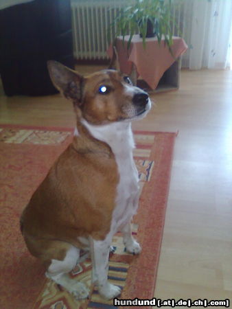 Jack-Russell-Terrier unser Spike