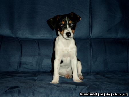 Jack-Russell-Terrier Hunde Foto 10151 Jack-Russell-Terrier Das ist unsere Lottte
