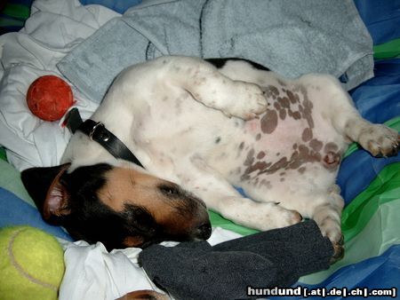 Jack-Russell-Terrier Hunde Foto 21373 in höherer Auflösung ansehen Jack-Russell-Terrier Bin ich Müde