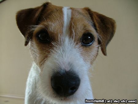 Jack-Russell-Terrier Hunde Foto 19092 Jack-Russell-Terrier Shiva