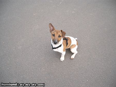 Jack-Russell-Terrier Hunde Foto 21207 Jack-Russell-Terrier Odie