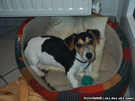 Jack-Russell-Terrier Hunde Foto 24943 Jack-Russell-Terrier Hallo! Ich finde Jack Russells richtig toll