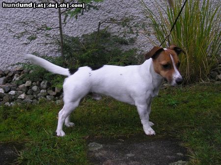 Jack-Russell-Terrier Hunde Foto 17772 Jack-Russell-Terrier JRT Dino im Stand rechts