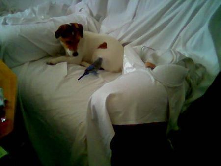 Jack-Russell-Terrier Hunde Foto 28301 Jack-Russell-Terrier auch das ist freundschaft
