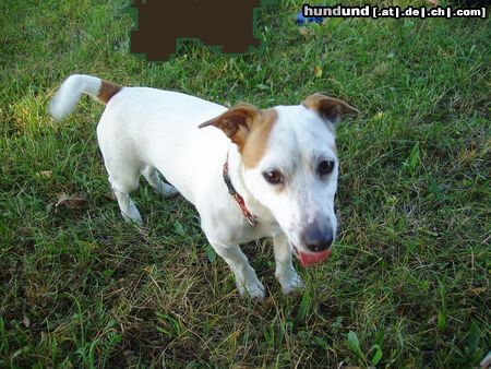 Jack-Russell-Terrier Hunde Foto 17150 Jack-Russell-Terrier Bim auf einer Herbstwiese