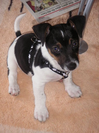 Jack-Russell-Terrier Das ist Pepino, der Schönling, mit 10 Wochen