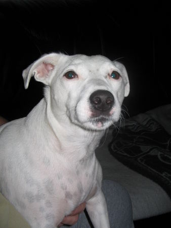 Jack-Russell-Terrier Hunde Foto 33670 Jack-Russell-Terrier Timmi als Wachhund