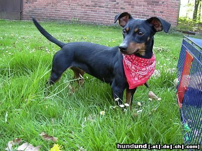 Jack-Russell-Terrier Hunde Foto 10934 Jack-Russell-Terrier Peppi 1 Jahr jung