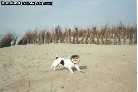 Jack-Russell-Terrier Hunde Foto 25623 in höherer Auflösung ansehen Jack-Russell-Terrier Seeräuber