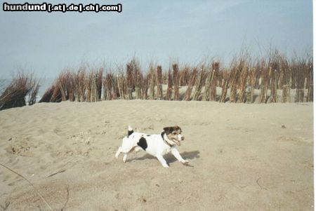 Jack-Russell-Terrier Seeräuber