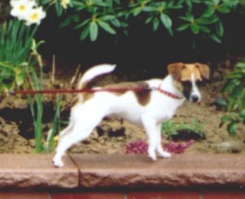 Jack-Russell-Terrier Hunde Foto 1507 Jack-Russell-Terrier Buffy in voller Pracht!