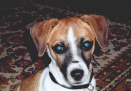 Jack-Russell-Terrier Hunde Foto 1506 Jack-Russell-Terrier Buffy, der süße kleine Jacki! Sie ist eine echte Dame!