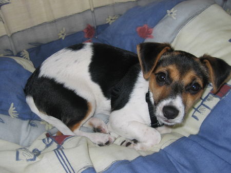 Jack-Russell-Terrier Hunde Foto 32996 Jack-Russell-Terrier Buffy, mein kleines Jack Russel Terrier Mädchen