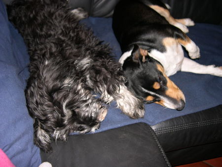 Jack-Russell-Terrier Hunde Foto 32687 Jack-Russell-Terrier Lissy (Zwergschnauzer) und Frido (Jack-Russell)