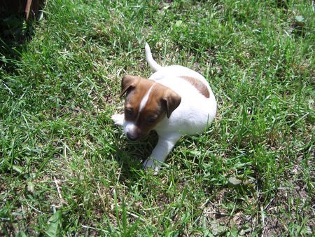 Jack-Russell-Terrier Hunde Foto 32465 in höherer Auflösung ansehen Jack-Russell-Terrier nellis russelbande,Alex der einzige der wie nelli aussieht