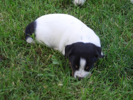 Jack-Russell-Terrier Hunde Foto 32464 in höherer Auflösung ansehen Jack-Russell-Terrier nellis russelbande,noch mal Akim in der üblichen pose