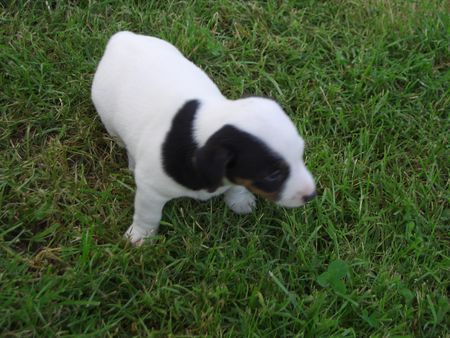 Jack-Russell-Terrier Hunde Foto 32467 in höherer Auflösung ansehen Jack-Russell-Terrier nellis russelbande,die antonia