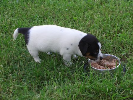 Jack-Russell-Terrier Hunde Foto 32462 in höherer Auflösung ansehen Jack-Russell-Terrier nellis russelbande,der Akim der letzte im wurf aber am käftigsten