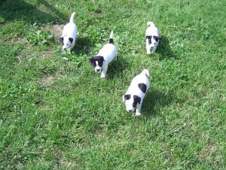 Jack-Russell-Terrier Hunde Foto 32460 in höherer Auflösung ansehen Jack-Russell-Terrier nellis russelbande
