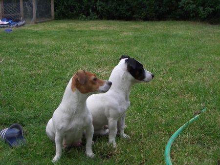 Jack-Russell-Terrier Hunde Foto 32669 in höherer Auflösung ansehen Jack-Russell-Terrier nellisrusselbande papa starski und mama nelli die stoltzen eltern