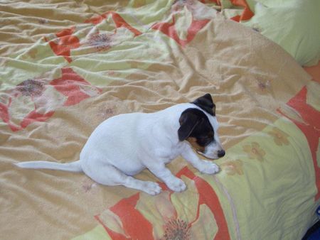 Jack-Russell-Terrier Hunde Foto 33573 in höherer Auflösung ansehen Jack-Russell-Terrier die aisha