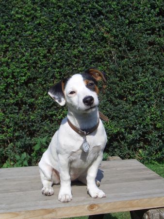 Jack-Russell-Terrier Hunde Foto 34220 in höherer Auflösung ansehen Jack-Russell-Terrier alexis mit 4 monaten