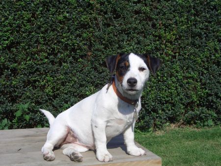 Jack-Russell-Terrier Hunde Foto 34221 in höherer Auflösung ansehen Jack-Russell-Terrier aisha mit 4 monaten