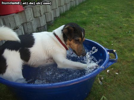 Jack-Russell-Terrier Unser 