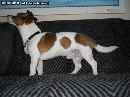 Jack-Russell-Terrier Hunde Foto 8768 Jack-Russell-Terrier Zu Hause