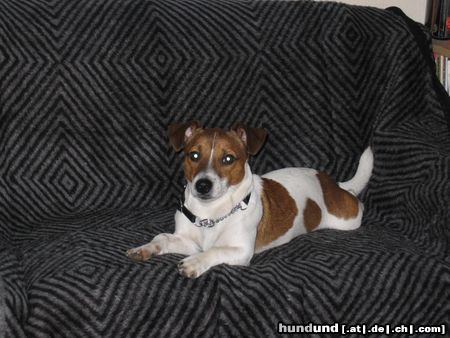 Jack-Russell-Terrier Hunde Foto 9603 Jack-Russell-Terrier