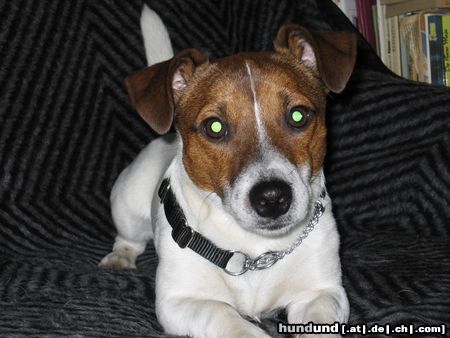 Jack-Russell-Terrier Hunde Foto 8770 Jack-Russell-Terrier Ganz entspannt!