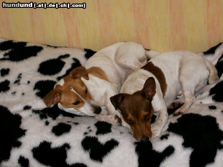 Jack-Russell-Terrier Hunde Foto 8648 Jack-Russell-Terrier Sammy u. Mücke