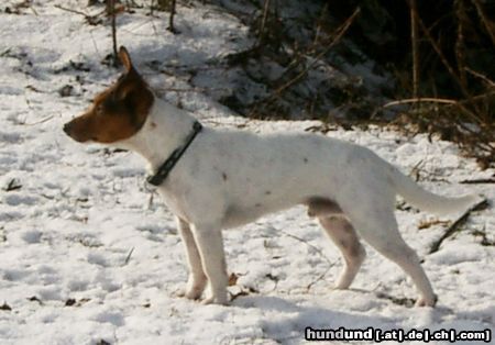 Jack-Russell-Terrier Hunde Foto 8643 Jack-Russell-Terrier Sammy geb.01.04.2002