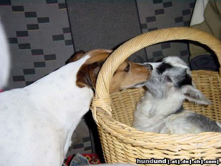 Jack-Russell-Terrier Hunde Foto 19749 Jack-Russell-Terrier Conny und Schützling Felix