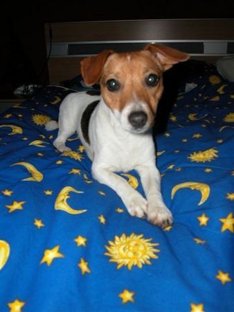 Jack-Russell-Terrier Hunde Foto 38815 Jack-Russell-Terrier Csipi